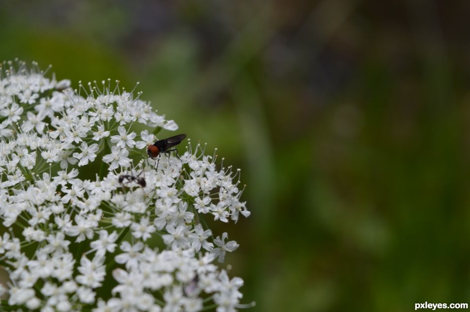 Fly on a flower