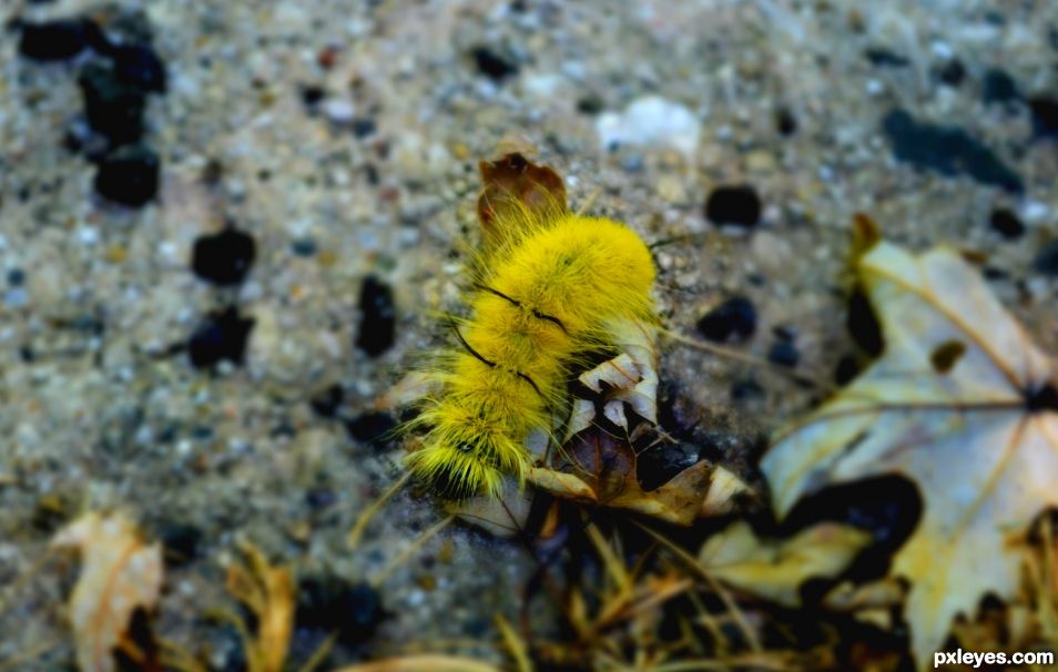 Yellow Caterpillar