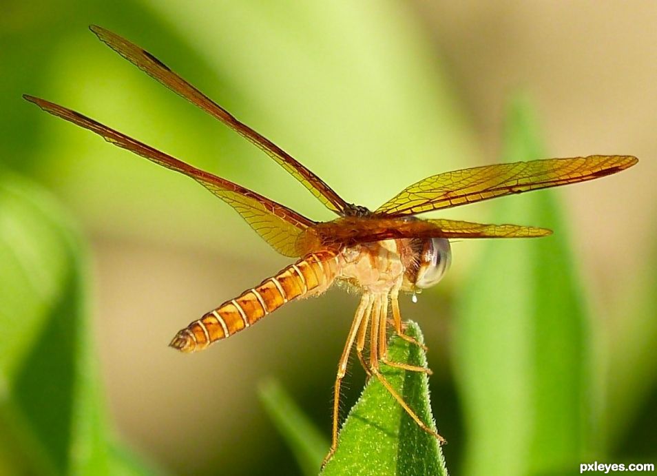 Munching on a Leaf