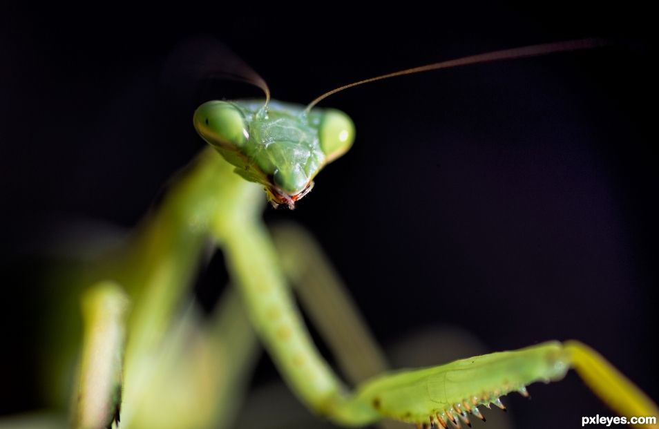 Praying Mantis