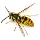 insects photography contest