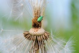 Little green bug