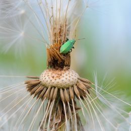 Littlegreenbug