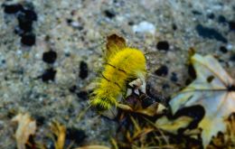 Yellow Caterpillar