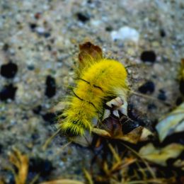 YellowCaterpillar