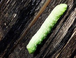 Tobacco Hornworm