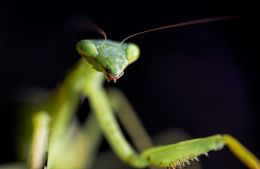 Praying Mantis