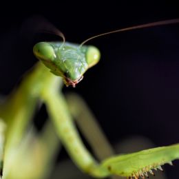 PrayingMantis