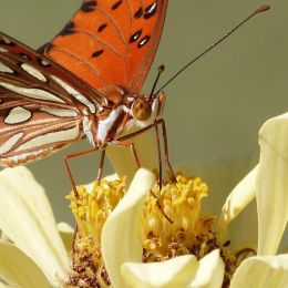 Nectar Buffet Picture