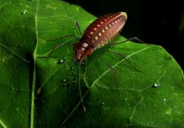 bugcloseup