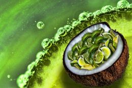 She put de lime in de coconut, she drank em bot up  