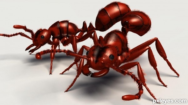 Fire Ants