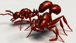 Fire Ants