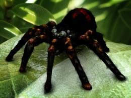 tarantula Picture