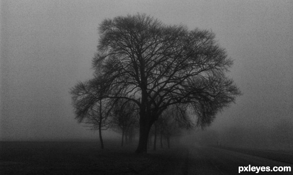 Foggy Day Tree