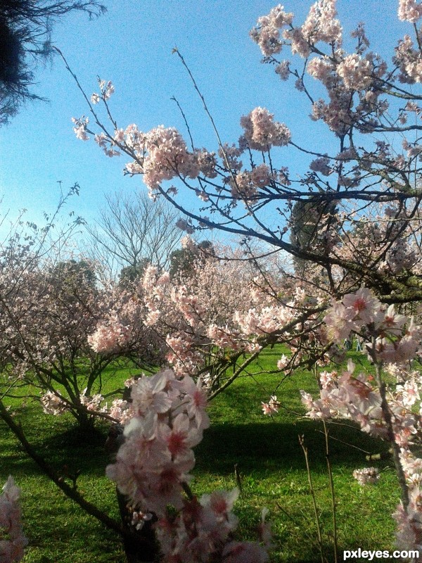 Creation of Japanese Cherry Trees Festival: Final Result