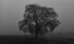 FoggyDayTree