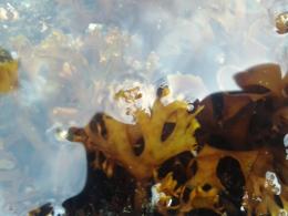 Tidepool