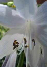 hosta flower Picture