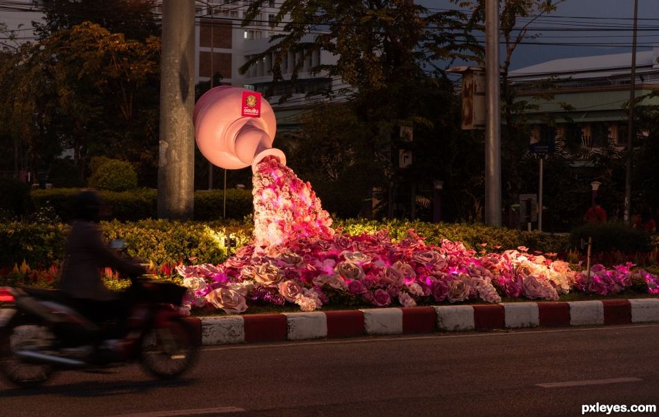 Night Blooms 