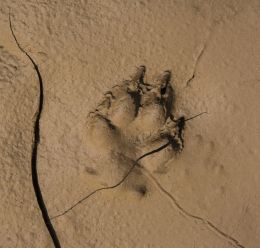 Hey wolf, where did you go?