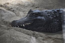 Alligator