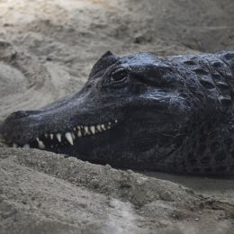 Alligator