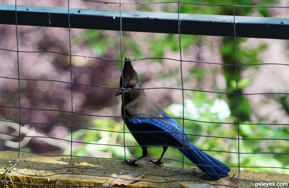 Stellers Jay