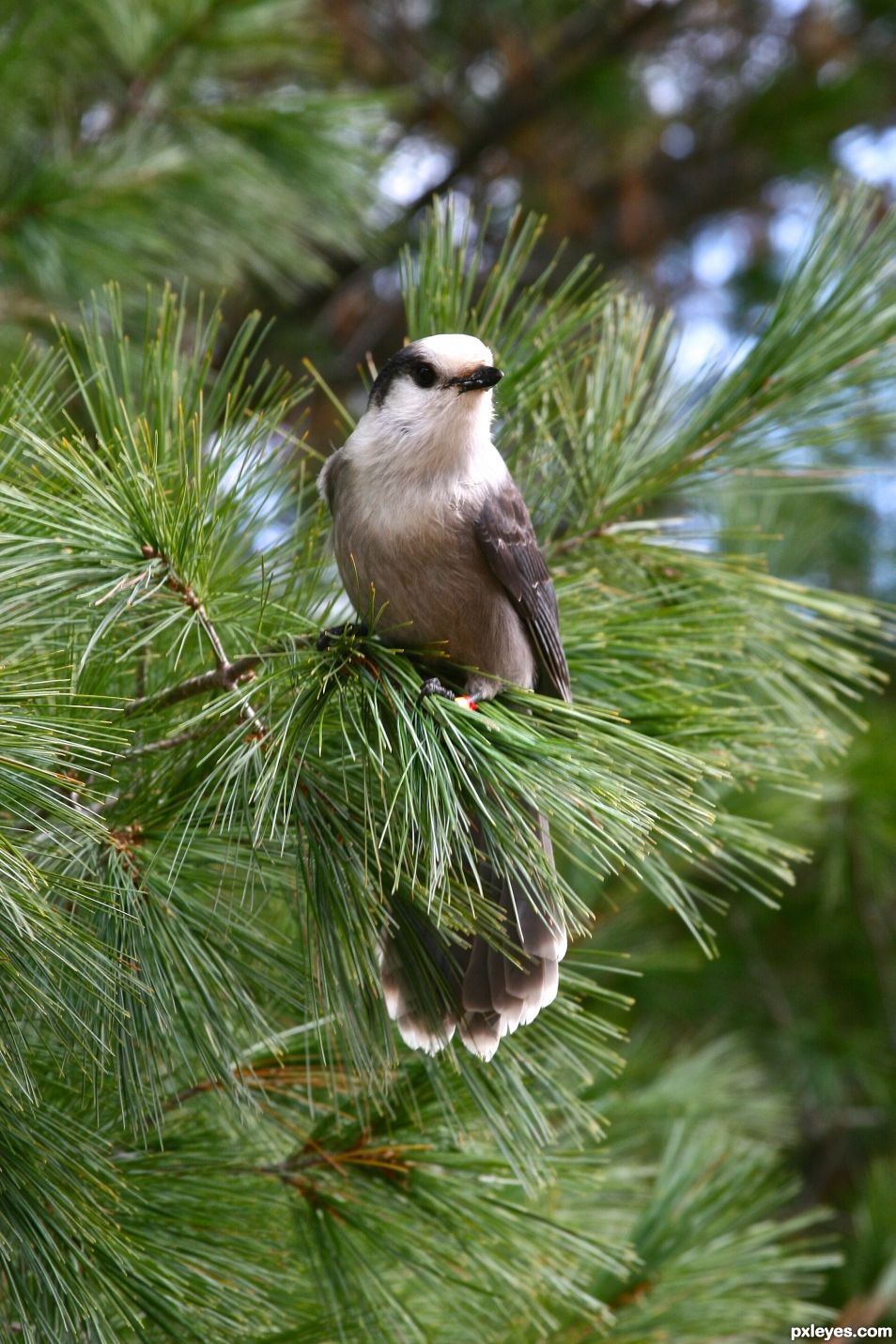 Grey Jay