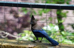 Stellers Jay