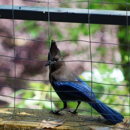 StellersJay