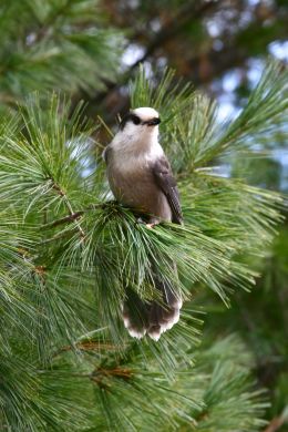 Grey Jay