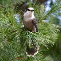 Grey Jay Picture