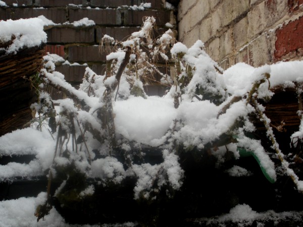 My poor geraniums