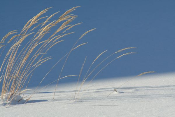 Winter Grass photoshop picture