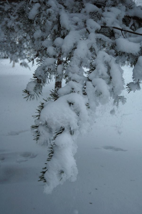 Frozen Needle Tree