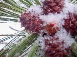 Snowy Needles Picture