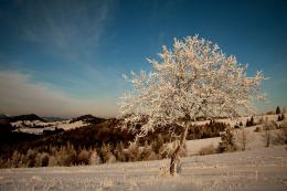 frozen tree Picture