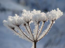 snowflower