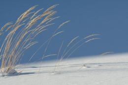 Winter Grass