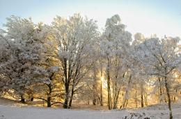 Collection of Frozen Trees