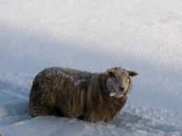 cold sheep Picture