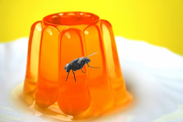 Creation of Jelly Fly: Step 1
