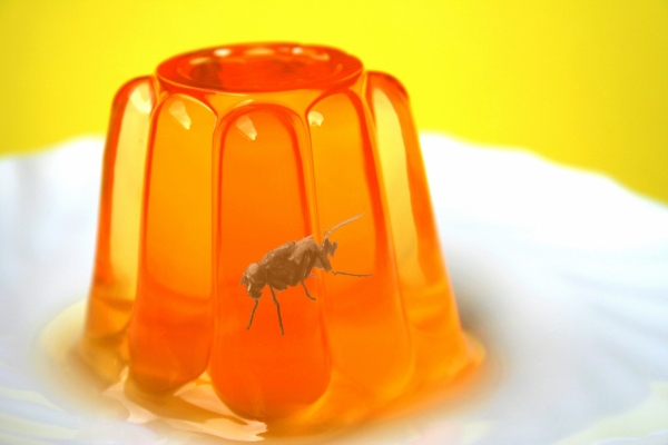 Creation of Jelly Fly: Step 2