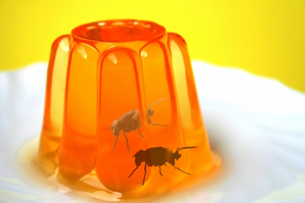 Creation of Jelly Fly: Step 3
