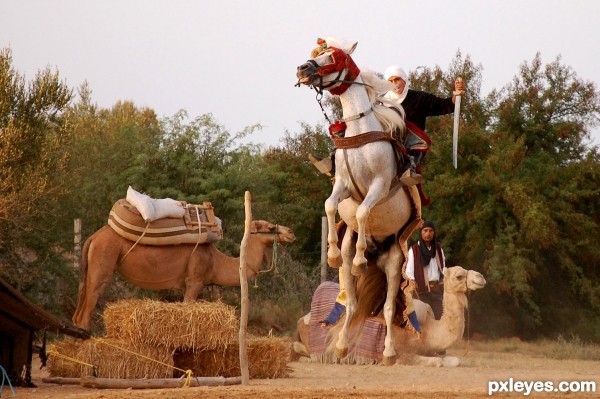 Arabian horse