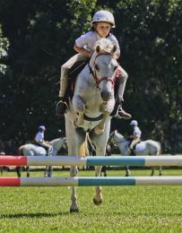 JuniorShowjumper