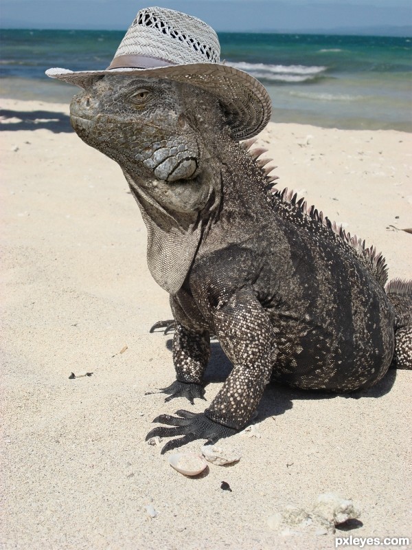 Iguana go on Holiday