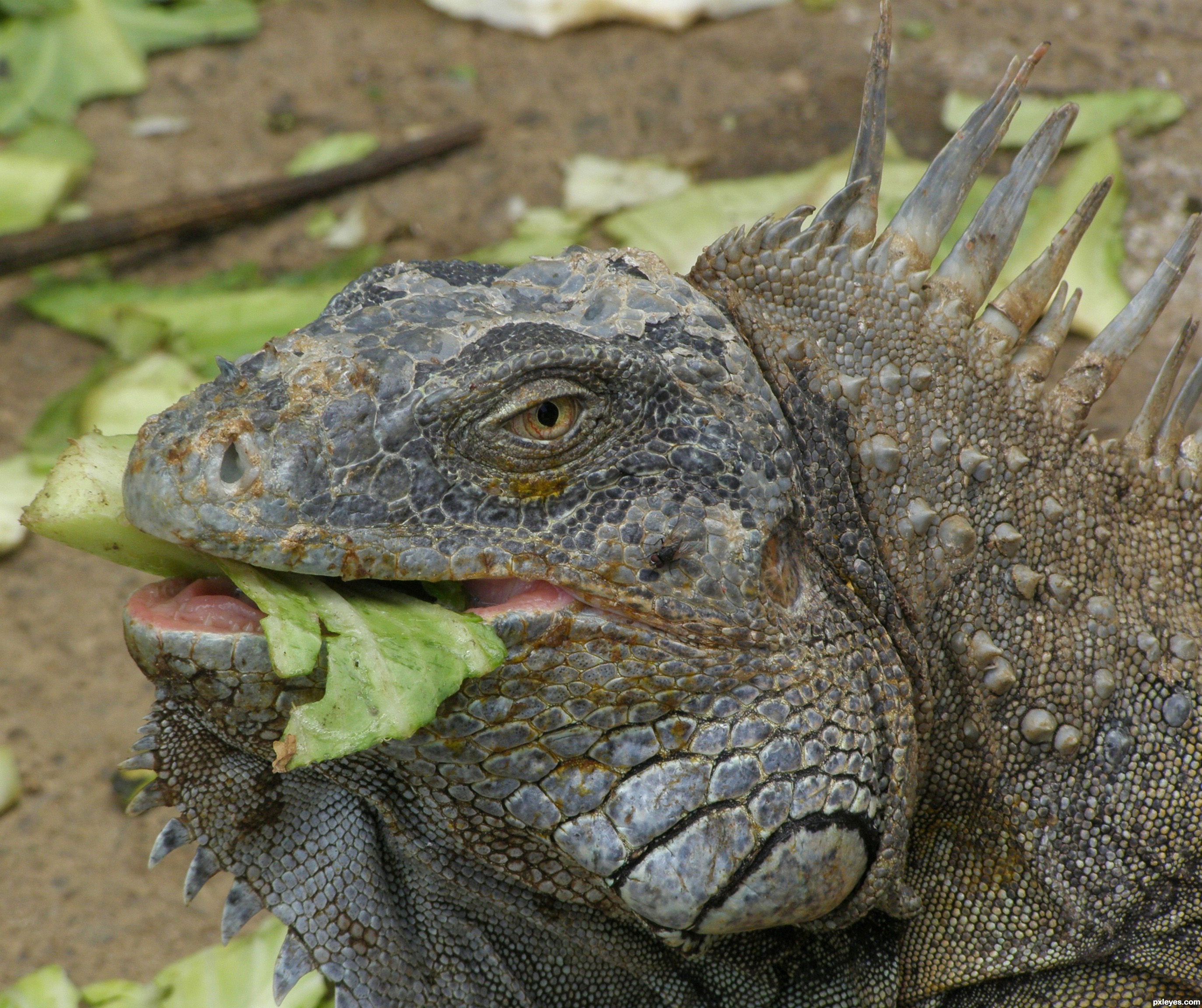 iguana woman