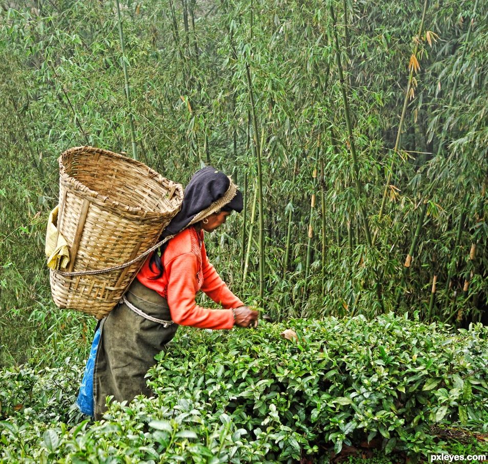 Tea Picker